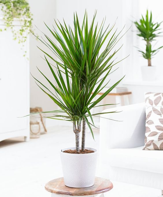 Dracena